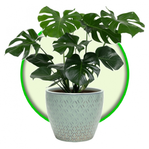 Cây cảnh Nội thất