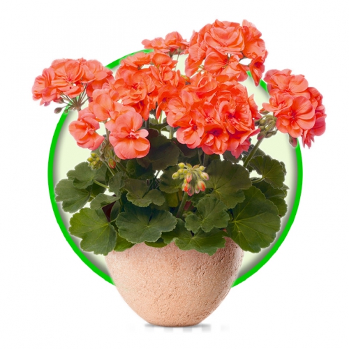 Cây Thảm ngoại thất