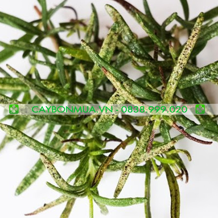 Hình ảnh cây hương thảo bị cháy lá