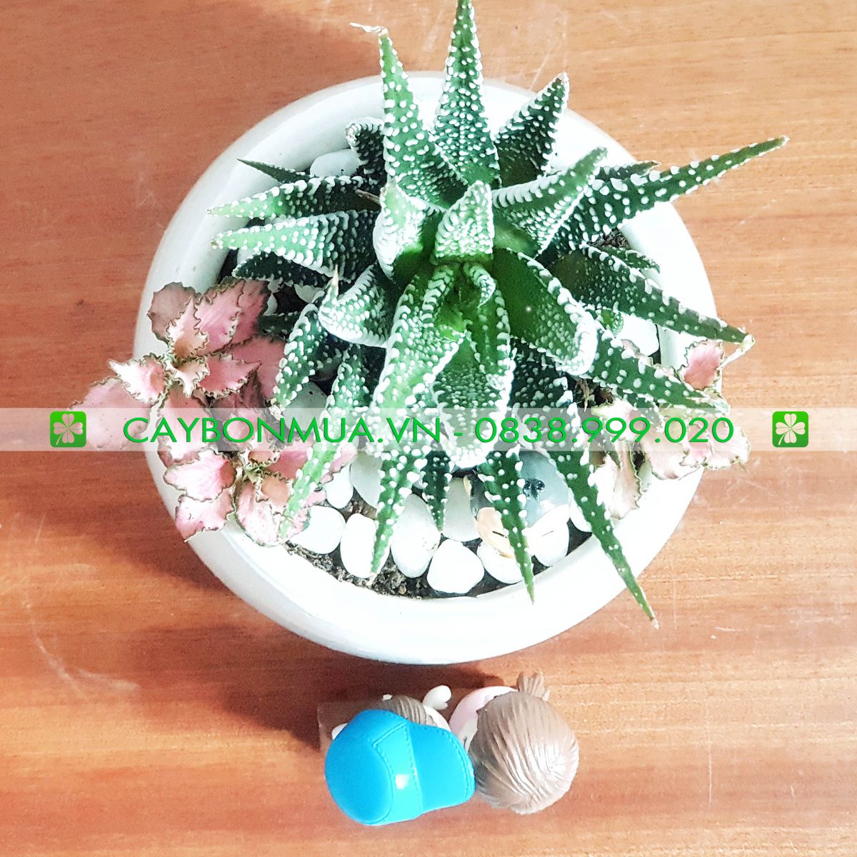 Hình ảnh sản phẩm cây Sao Biển được chụp tại caybonmua.vn
