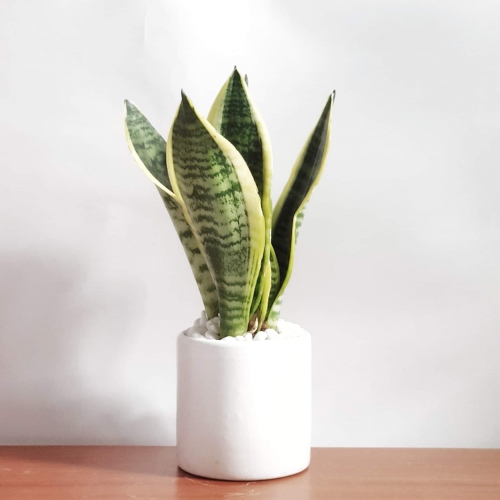 Cây Lưỡi Hổ - Sansevieria Trifasciata giúp thanh lọc không khí, tránh vận xui.