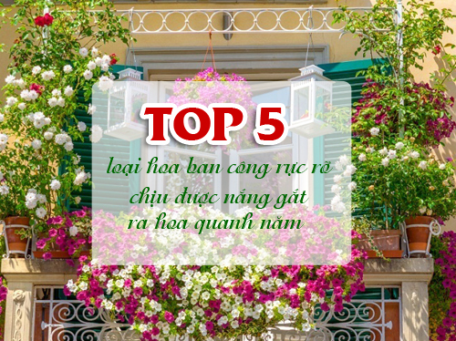 [CỰC HOT] 5 loài hoa ban công rực rỡ, chịu được nắng nóng mùa hè - caybonmua.vn