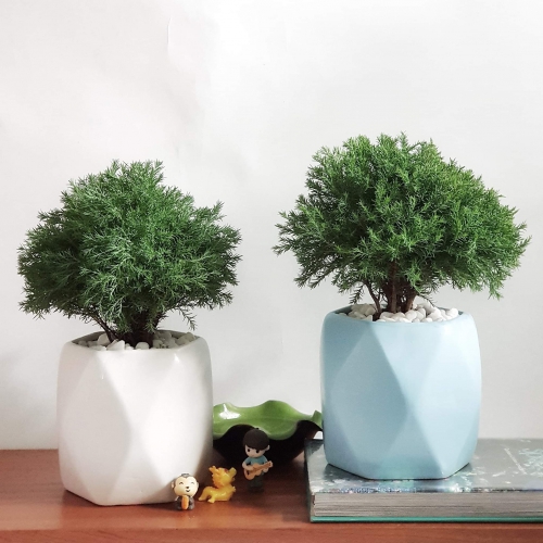 Đặc điểm và cách chăm sóc cây Tùng Bồng Lai - Podocarpus maccrophyllus.