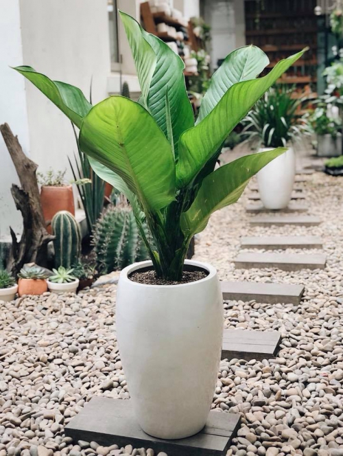 Đại Phú Gia với những ý nghĩa đặc biệt.