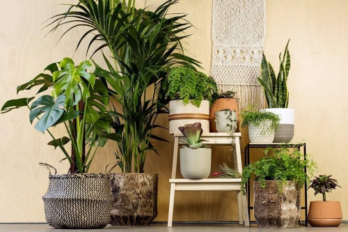 Gợi ý một số loại cây trang trí nội thất đẹp.