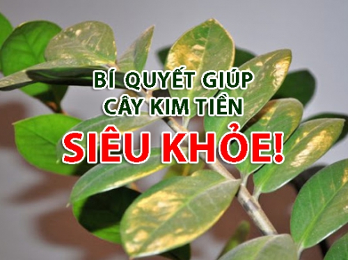 Lý do cây Kim Tiền của bạn hay chết. Mẹo chăm sóc để cây Kim Tiền ra hoa nhiều tài lộc