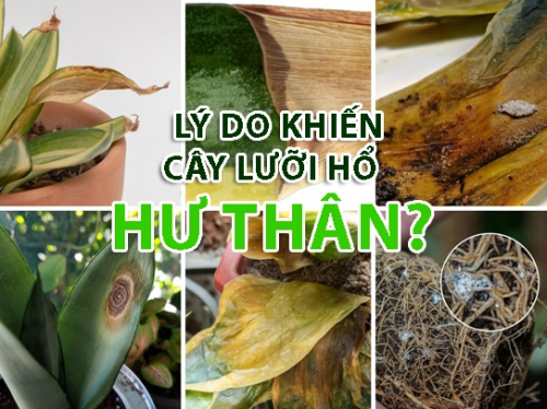 Lý do cây lưỡi hổ để bàn của bạn lại chết là gi? Cách chăm sóc cây lưỡi hổ để cây luôn xanh tốt.