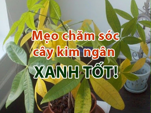 Cây Kim Ngân của bạn có dấu hiệu nguy hiểm bị vàng lá. Cách chăm sóc cây Kim Ngân để bàn đơn giản tại nhà.