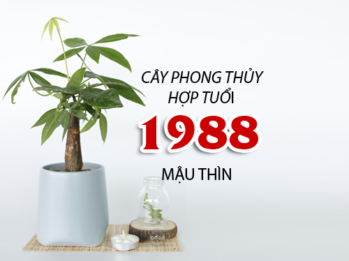 Những loại cây mang lại may mắn, tài lộc cho người tuổi Thìn  (Mậu Thìn 1988)