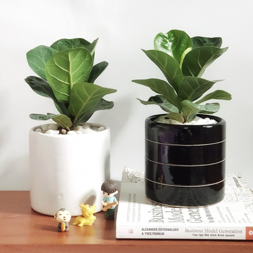 Những Lợi Ích bất ngờ khi trồng cây Bàng Singapore - Ficus Lyrata trong nhà.