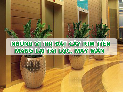 Thầy phong thủy mách bạn: '' Lựa chọn cây Kim Tiền thu tài lộc cho quán coffee của bạn ''