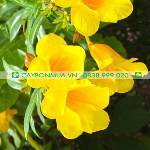 Top những loại Cây có Hoa trang trí Ban Công đẹp Ấn Tượng.