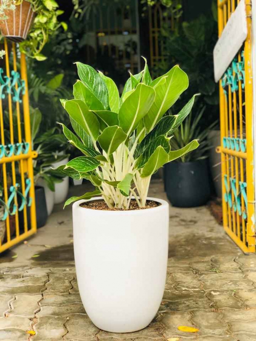 Ý nghĩa của cây Bạch Mã Hoàng Tử.