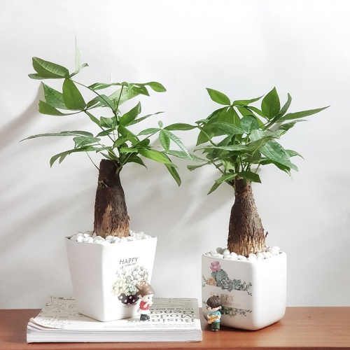 Ý nghĩa của cây Kim Ngân trong đời sống.