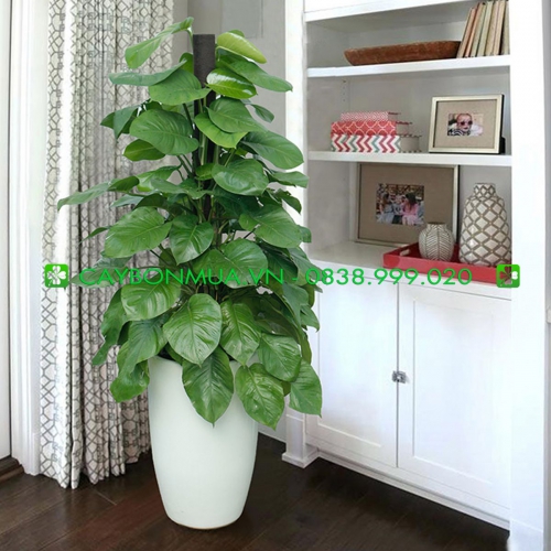 Ý nghĩa của cây Vạn Niên Thanh trong đời sống