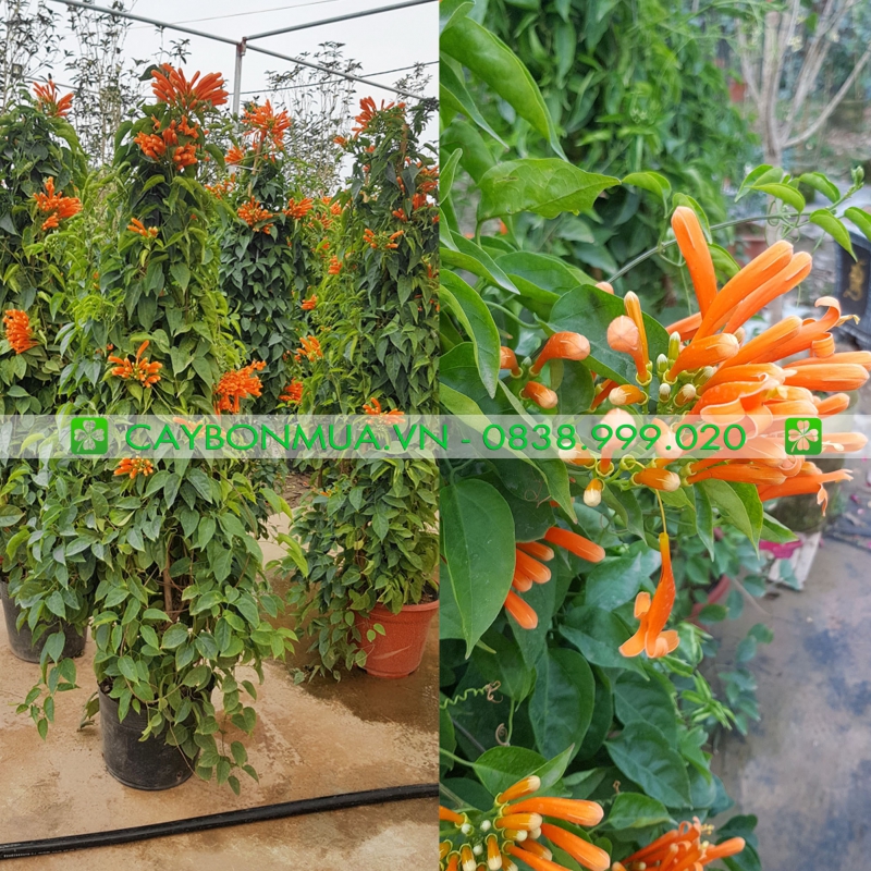 Cây chùm ớt cao 2m