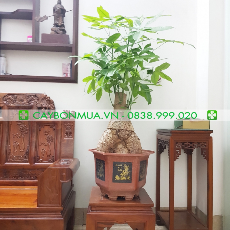 Kim ngân thân lớn vip2