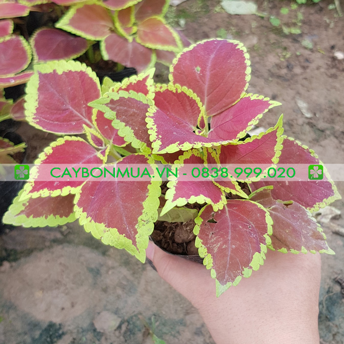Cây Lá Gấm