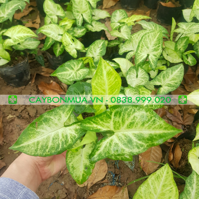 Cây Muống Nhật.