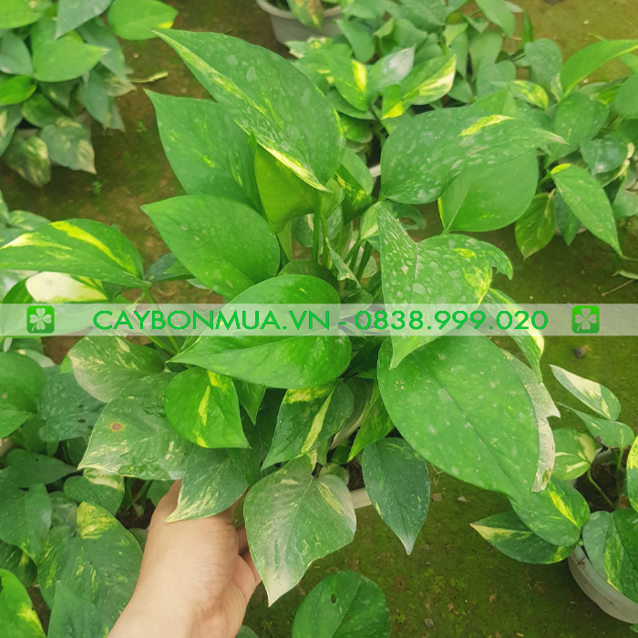 Cây Vạn Niên Thanh