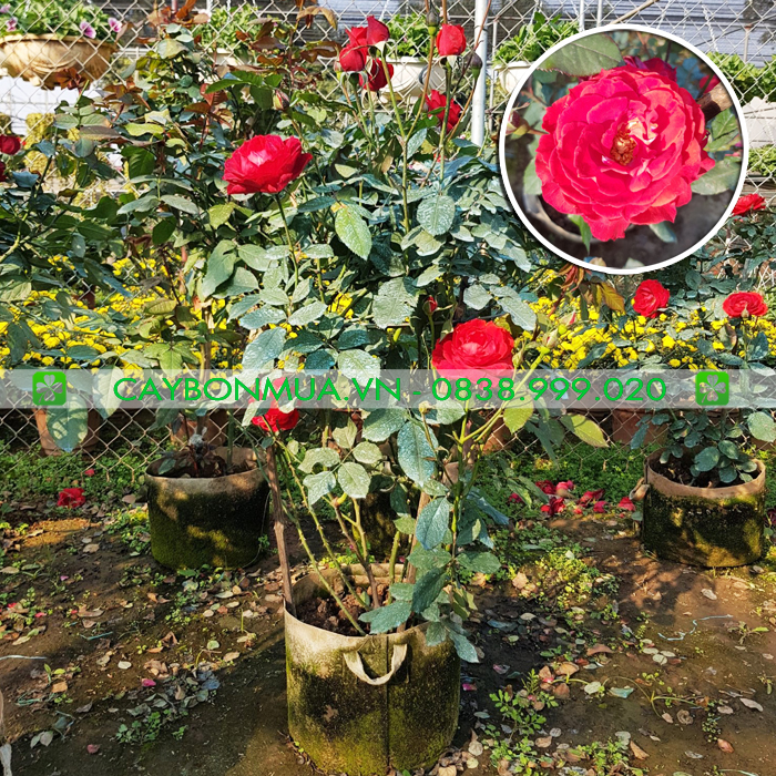 Hoa hồng đỏ Việt