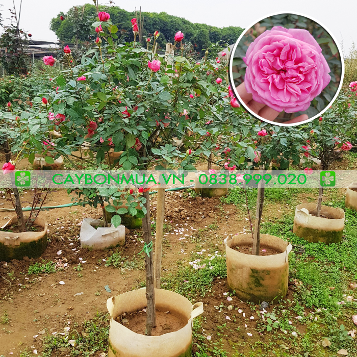 Hồng cổ Sapa 1 thân