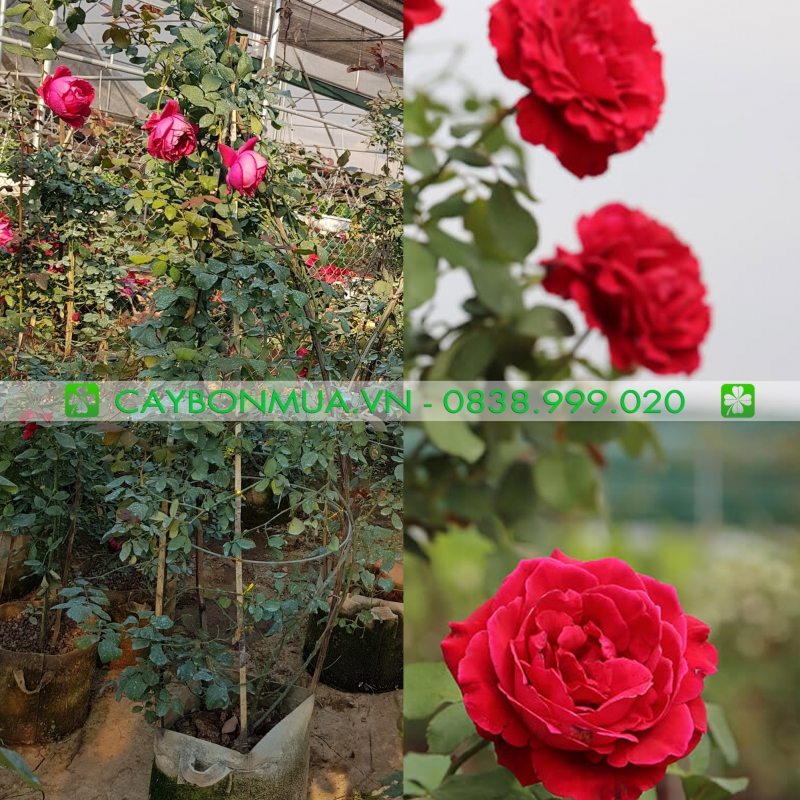 Hồng leo HP cao 2m