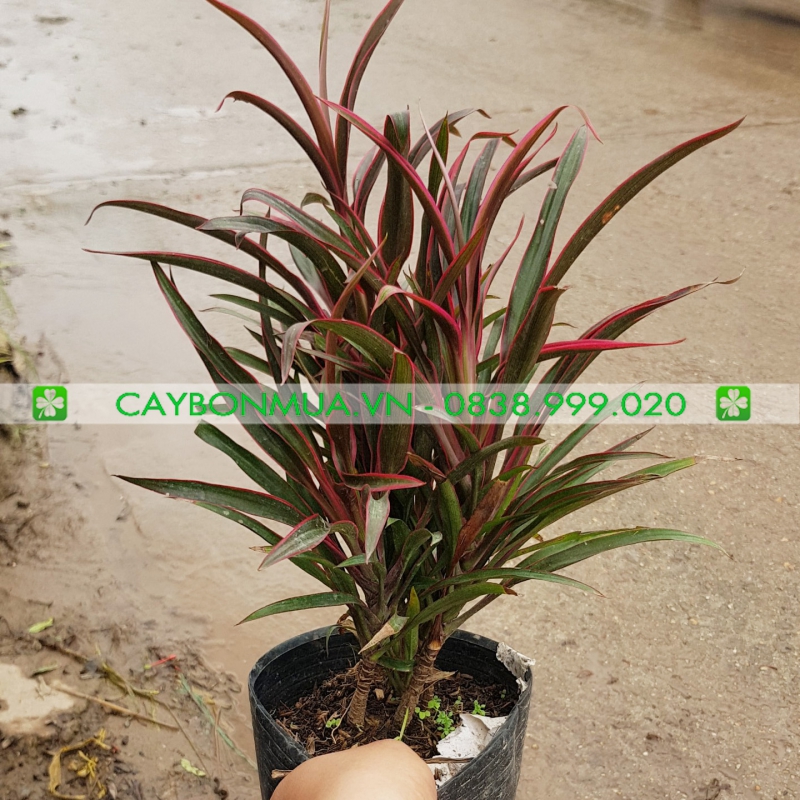Cây Ánh Dương