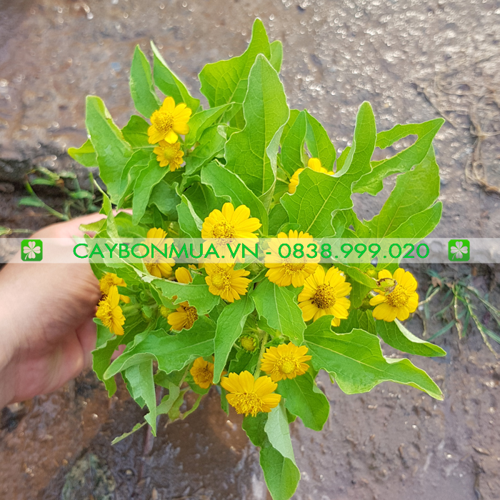 Cây hoa Cúc Mặt Trời.