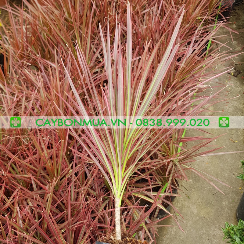 Cây Hoàn Kiếm