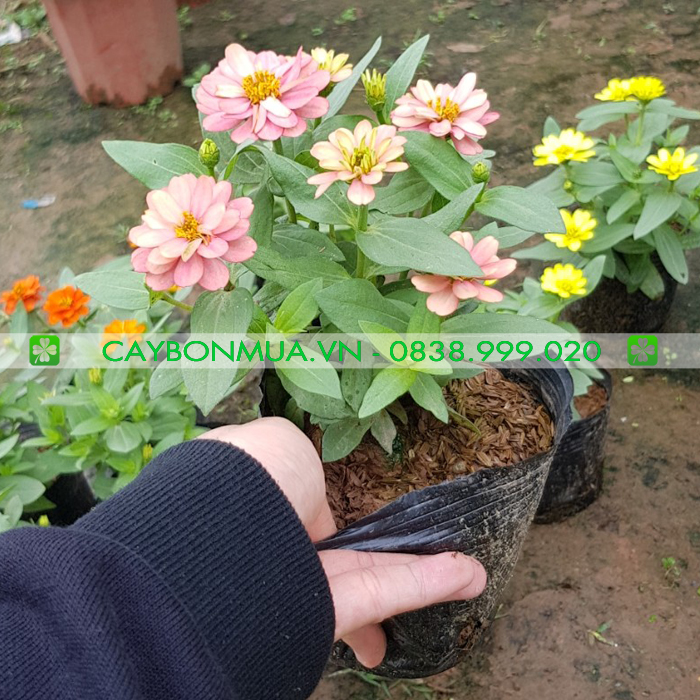 Cây cúc lá nhám đủ màu 
