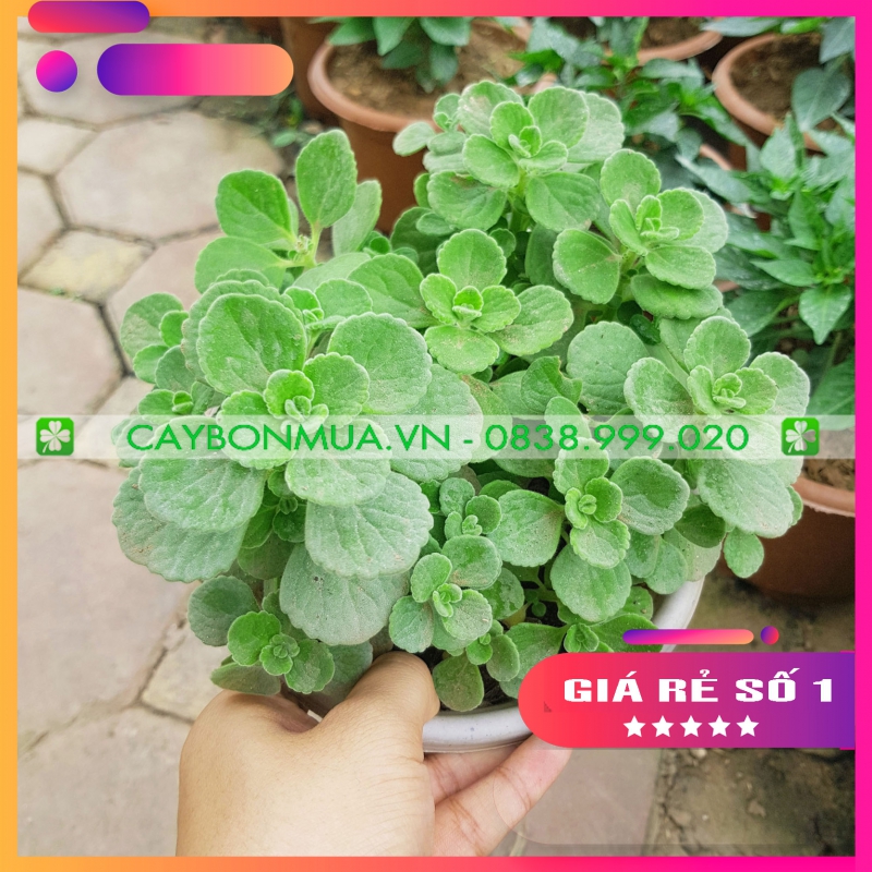 Cây Nhất Mạt Hương.