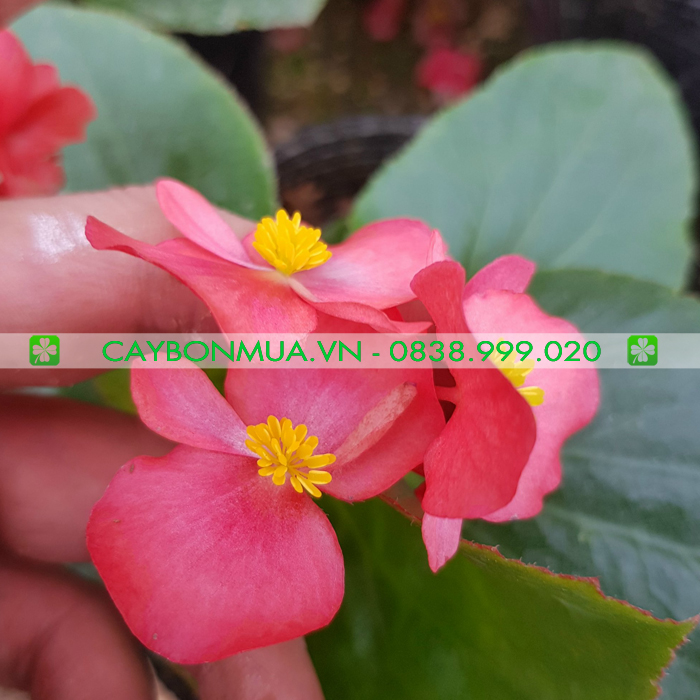 Cây thu hải đường.