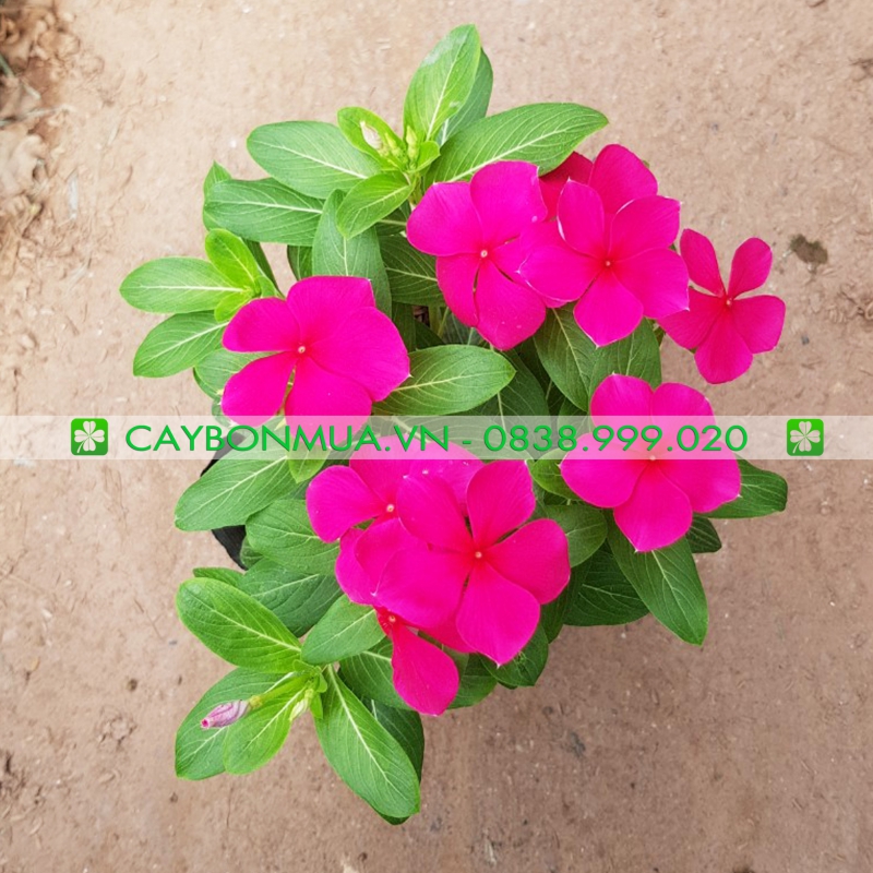 Cây Dừa cạn 