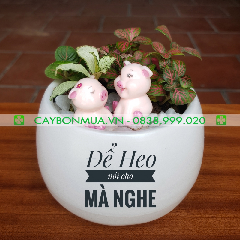 Cây Cẩm Nhung 01