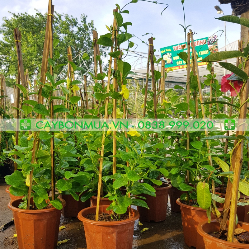 Cây hoa leo huỳnh đệ