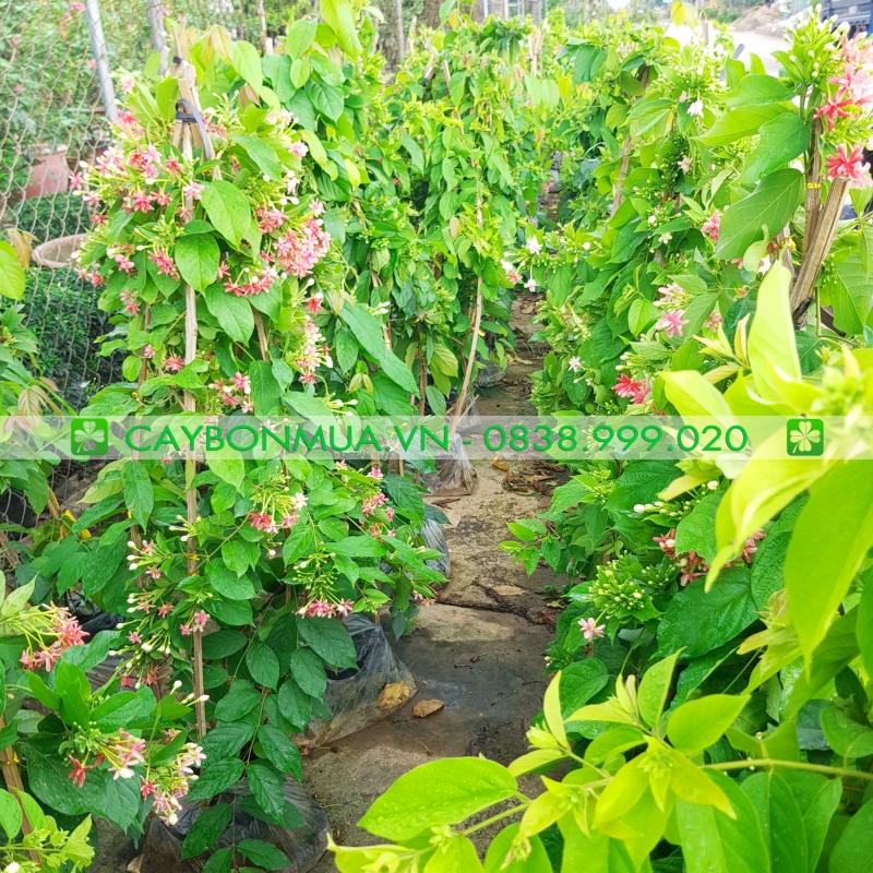 Cây hoa leo Sử Quân Tử 