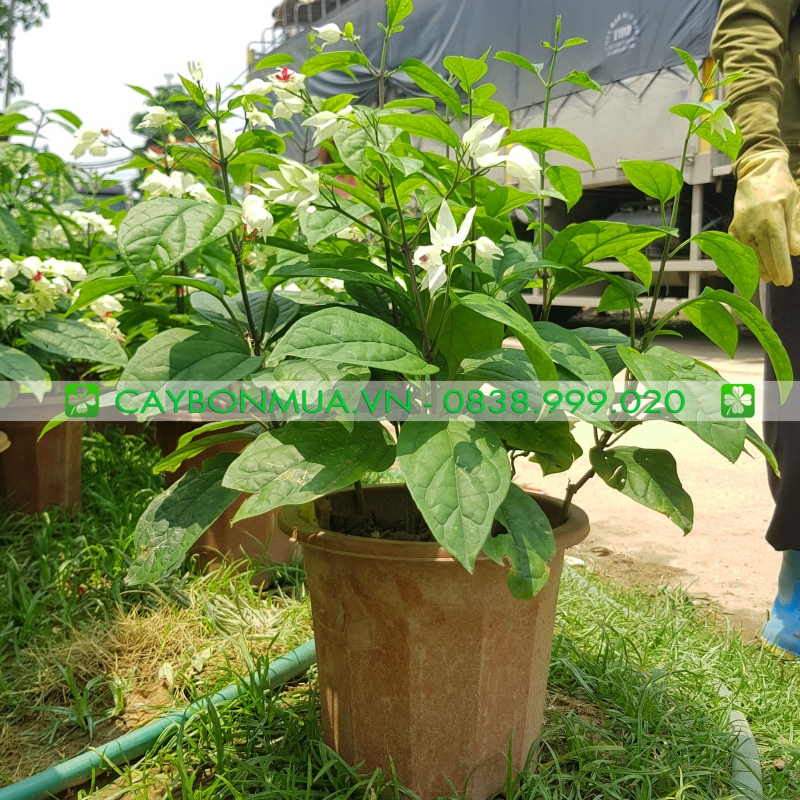 Cây hoa ngọc nữ 