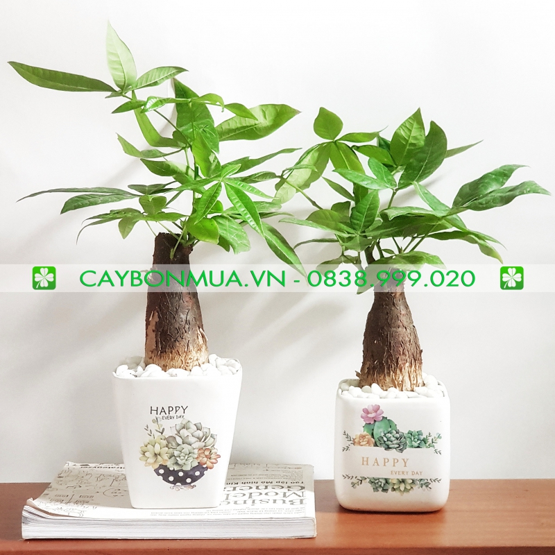 Cây kim ngân 01