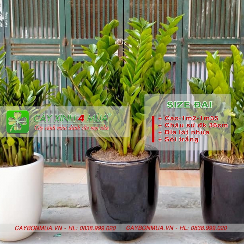  Cây Kim Tiền chậu boom sứ