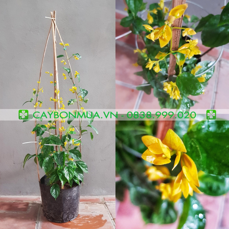 Cây lan hoàng dương leo giàn