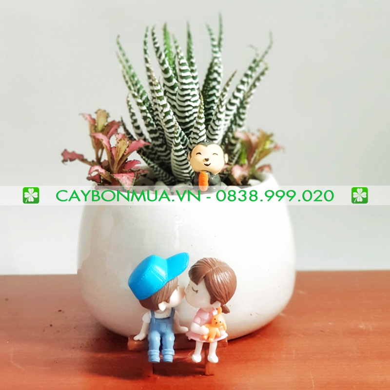 Cây sao biển 01