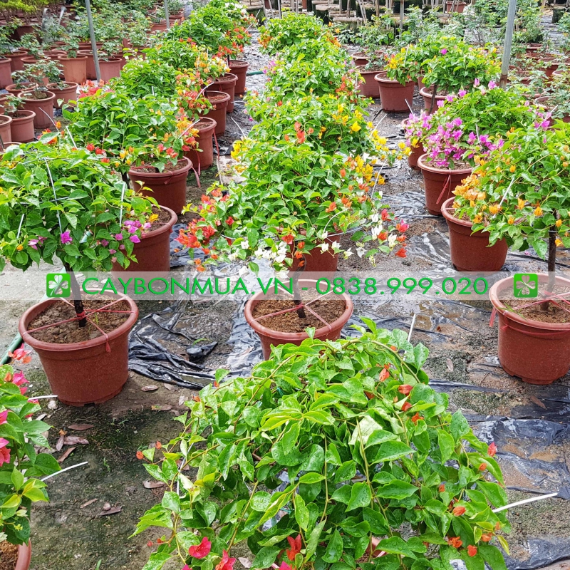Hoa giấy Thái 3 màu