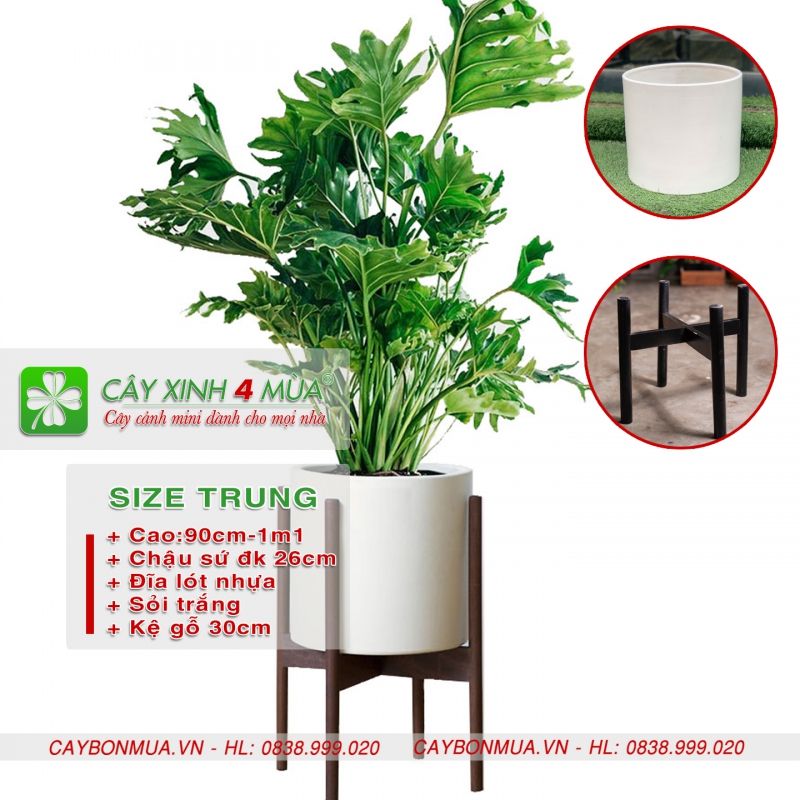 Cây Trầu Bà Chân Vịt & kệ gỗ decor