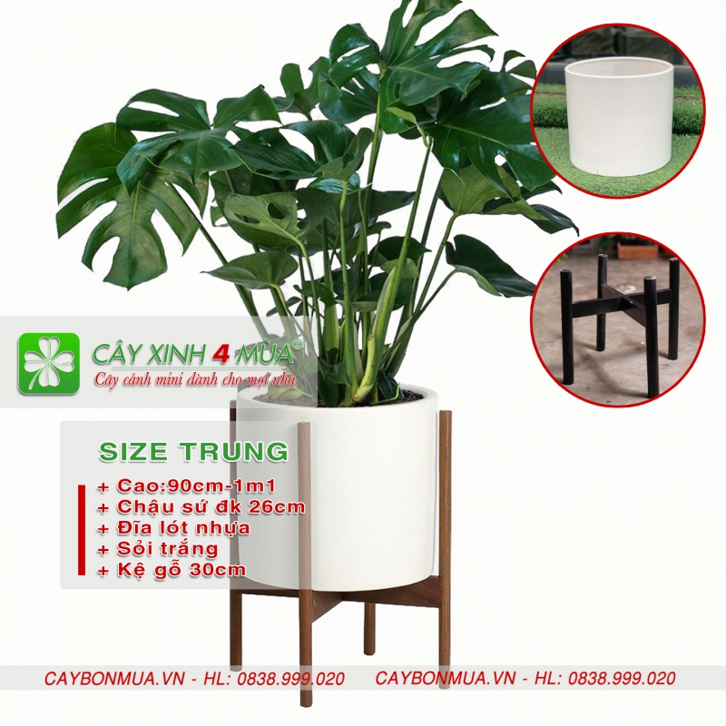 Cây Trầu Bà Nam Mỹ & kệ gỗ decor