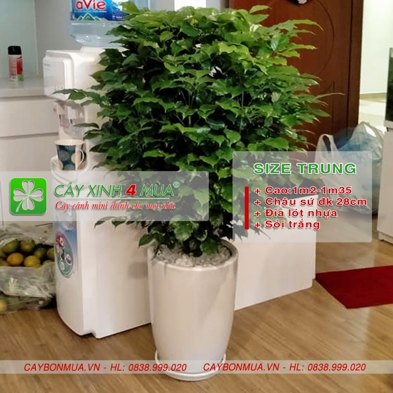 Cây hạnh phúc hàng bụi