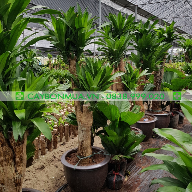 Cây Thiết Mộc Lan 1 thân L2 