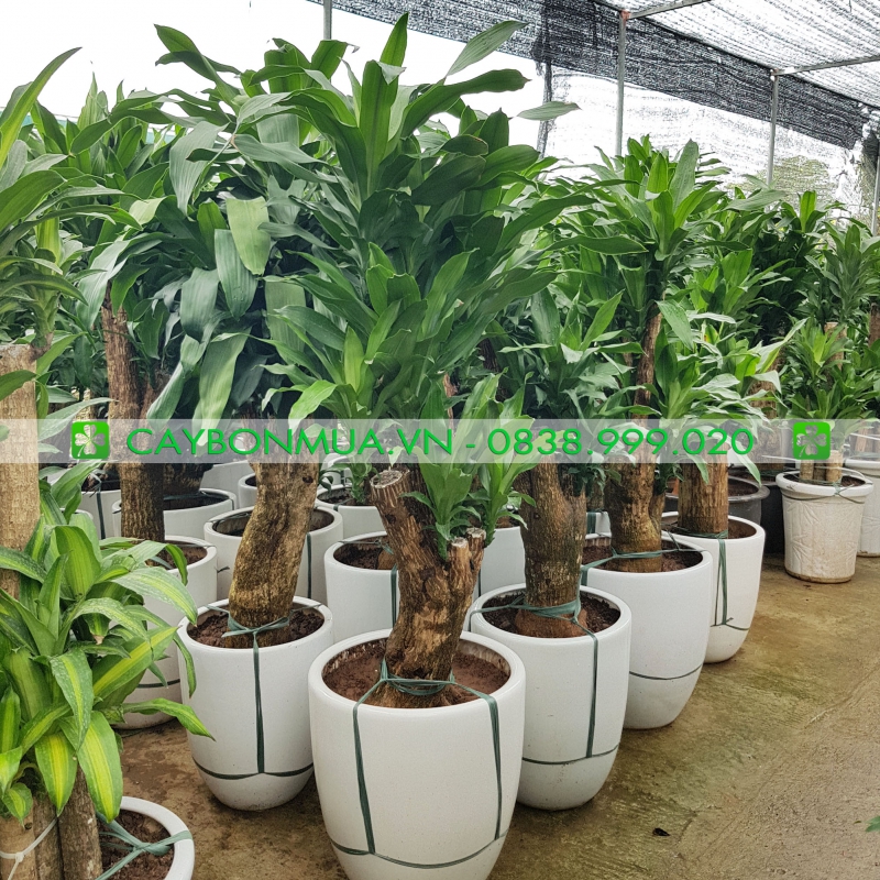 Cây Thiết Mộc Lan 1 thân L3