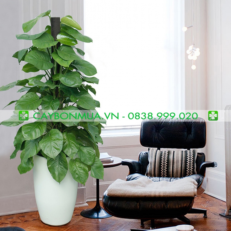 Cây trầu bà cột size lớn