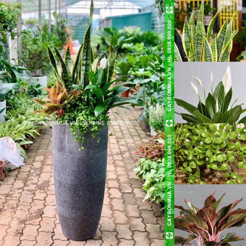 [Mẫu 1] Cây lưỡi hổ mix 4 loại - chậu xi măng.